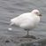 Snowy Sheathbill